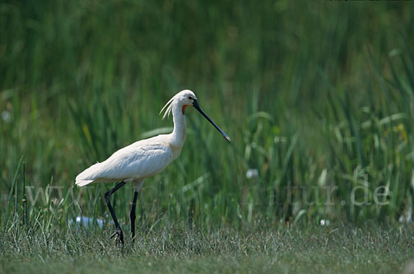 Löffler (Platalea leucorodia)