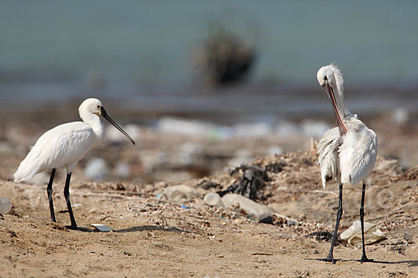 Löffler (Platalea leucorodia)