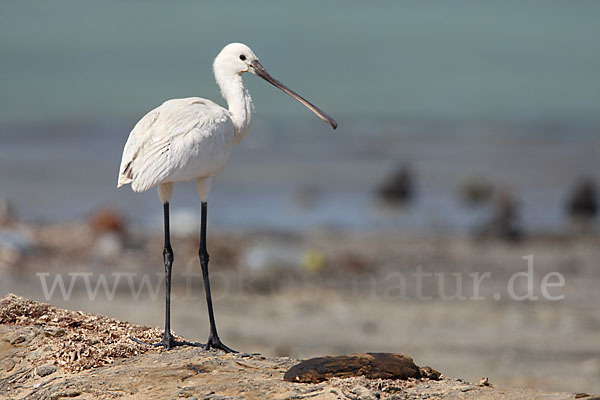 Löffler (Platalea leucorodia)