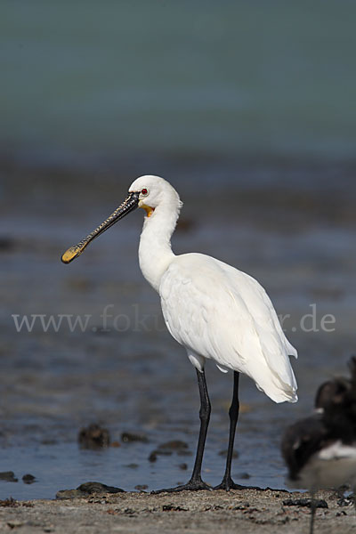 Löffler (Platalea leucorodia)