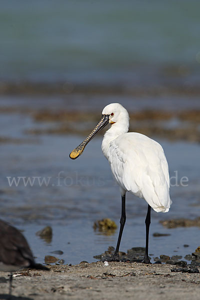 Löffler (Platalea leucorodia)