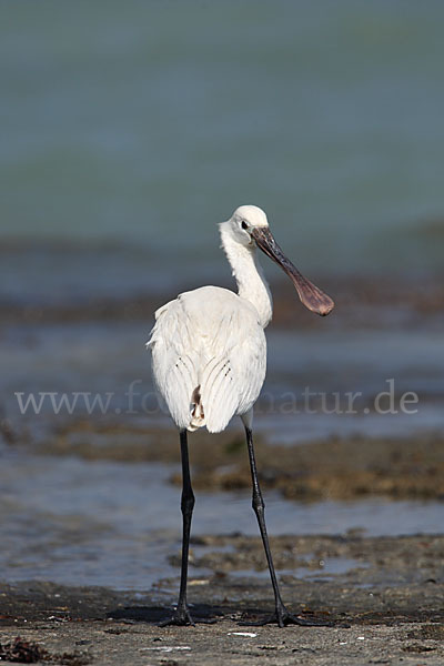 Löffler (Platalea leucorodia)