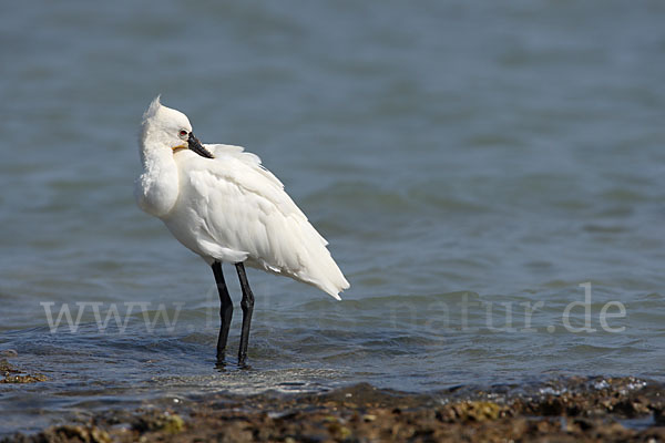 Löffler (Platalea leucorodia)