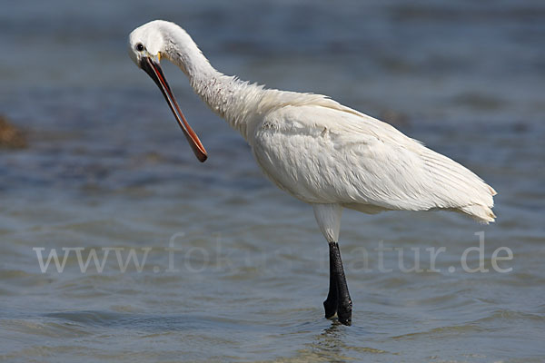 Löffler (Platalea leucorodia)