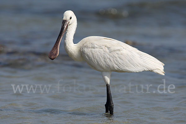 Löffler (Platalea leucorodia)