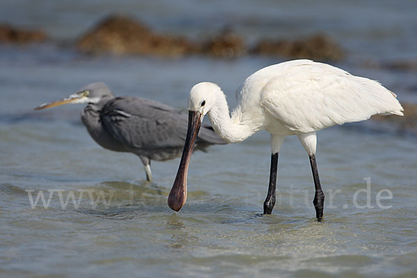 Löffler (Platalea leucorodia)