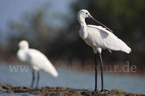 Löffler (Platalea leucorodia)