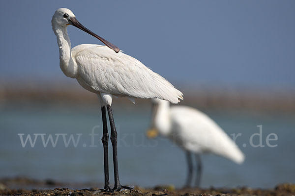 Löffler (Platalea leucorodia)