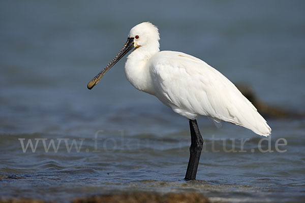 Löffler (Platalea leucorodia)