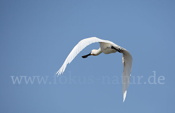 Löffler (Platalea leucorodia)