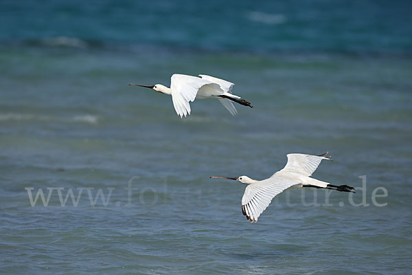 Löffler (Platalea leucorodia)