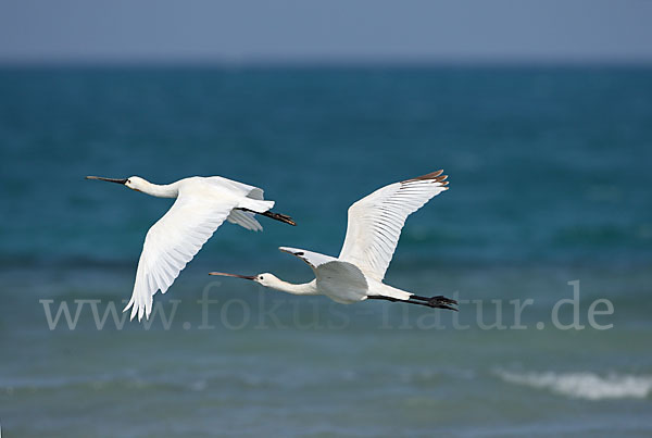 Löffler (Platalea leucorodia)