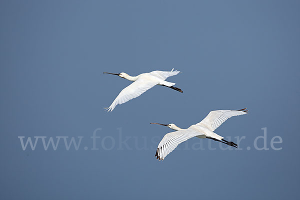 Löffler (Platalea leucorodia)