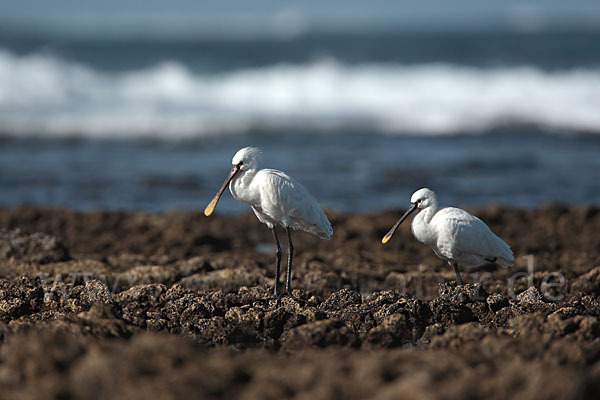 Löffler (Platalea leucorodia)