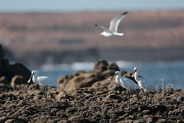 Löffler (Platalea leucorodia)