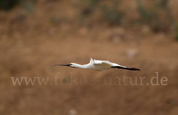 Löffler (Platalea leucorodia)