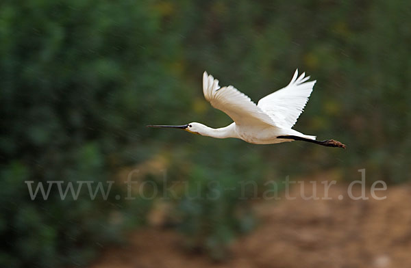 Löffler (Platalea leucorodia)