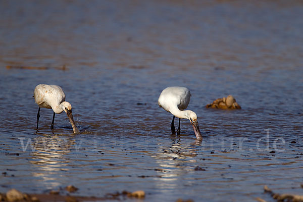 Löffler (Platalea leucorodia)