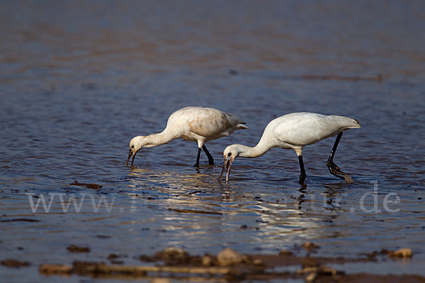 Löffler (Platalea leucorodia)