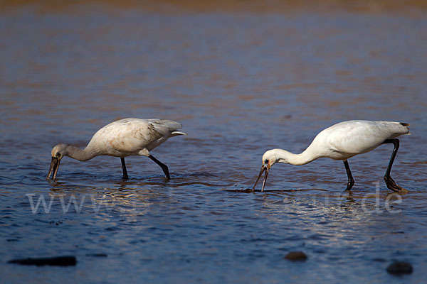 Löffler (Platalea leucorodia)