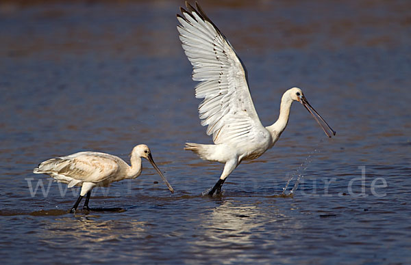 Löffler (Platalea leucorodia)