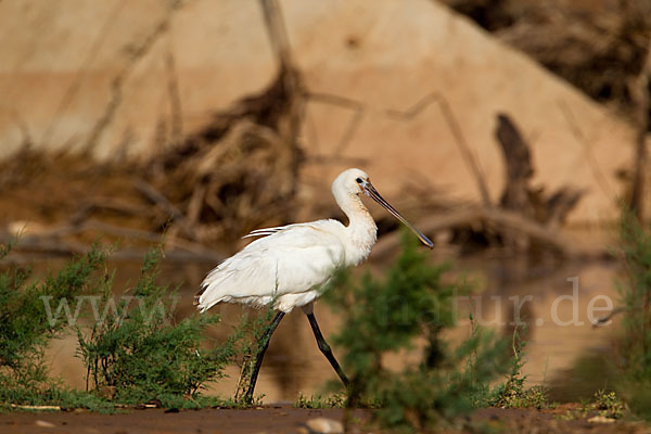 Löffler (Platalea leucorodia)