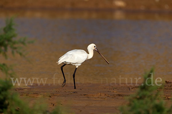 Löffler (Platalea leucorodia)