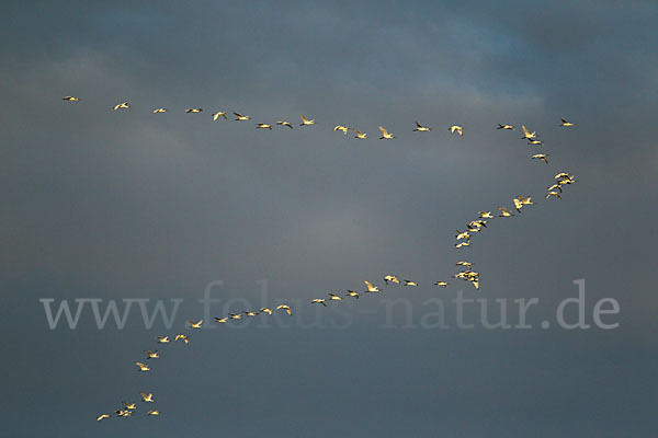 Löffler (Platalea leucorodia)