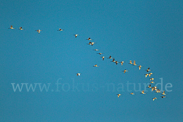 Löffler (Platalea leucorodia)