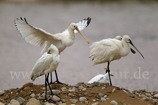 Löffler (Platalea leucorodia)