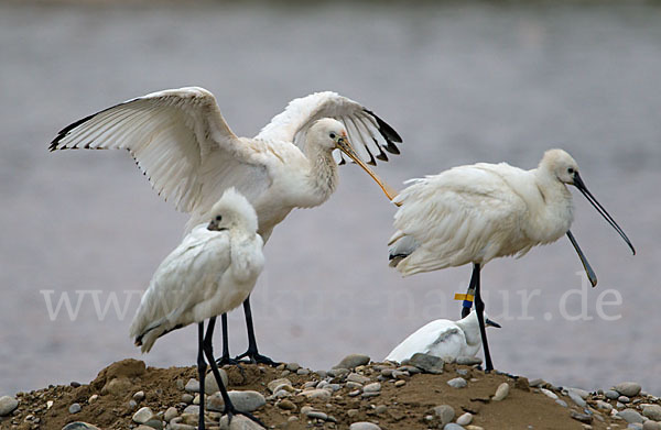 Löffler (Platalea leucorodia)