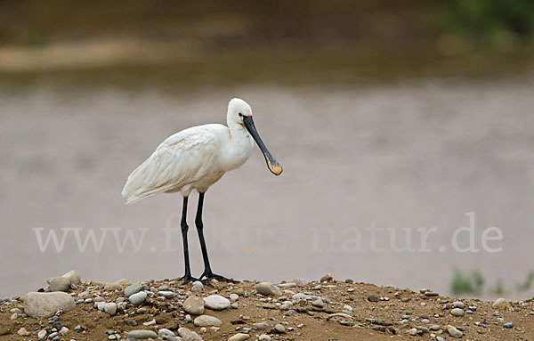 Löffler (Platalea leucorodia)