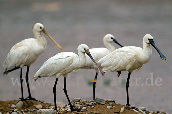 Löffler (Platalea leucorodia)