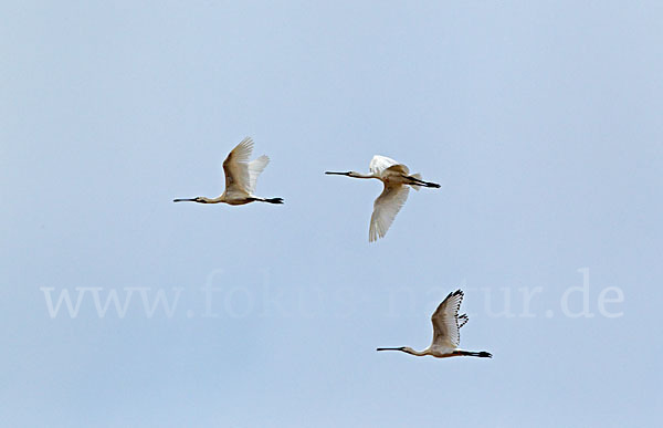 Löffler (Platalea leucorodia)