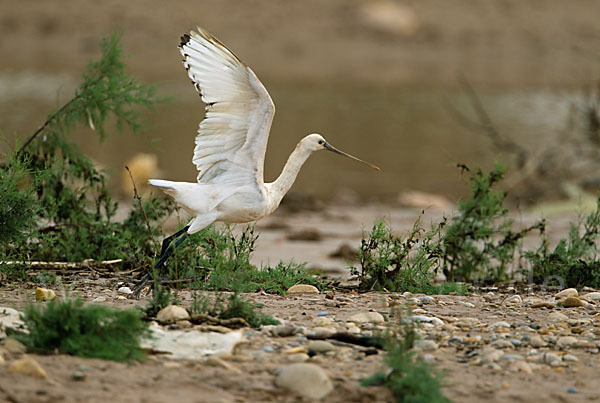 Löffler (Platalea leucorodia)