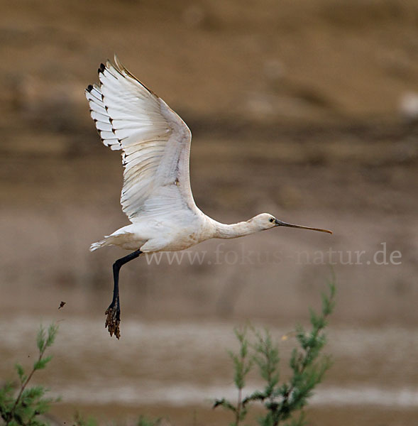 Löffler (Platalea leucorodia)