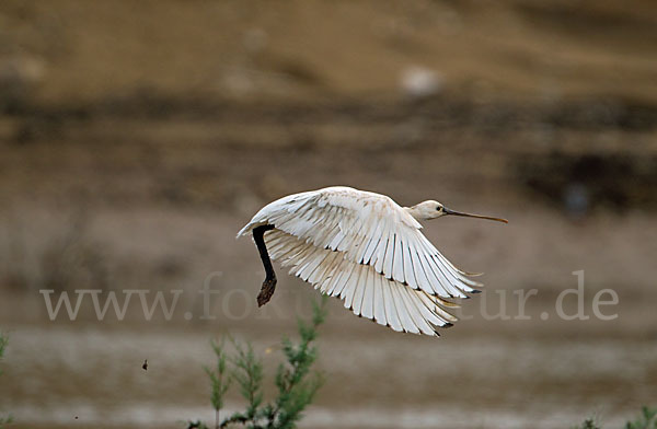 Löffler (Platalea leucorodia)