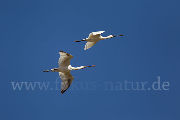 Löffler (Platalea leucorodia)