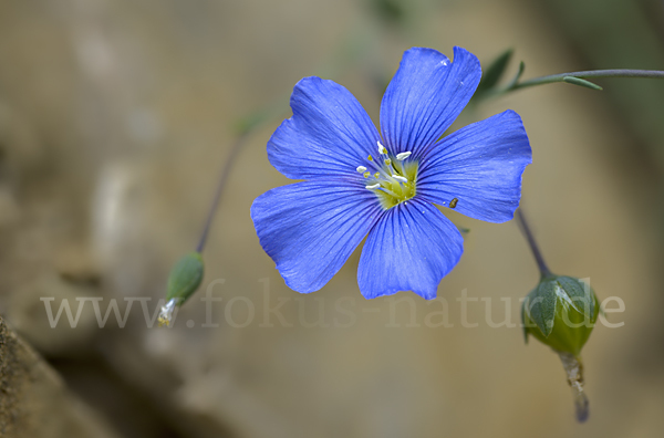 Lothringer Lein (Linum leonii)