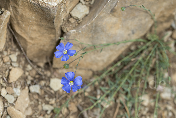 Lothringer Lein (Linum leonii)