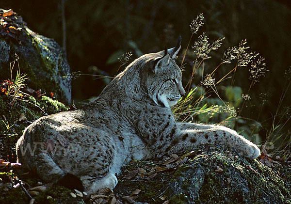 Luchs (Felis lynx)