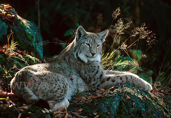 Luchs (Felis lynx)