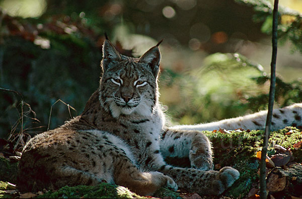 Luchs (Felis lynx)