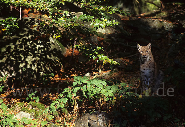 Luchs (Felis lynx)