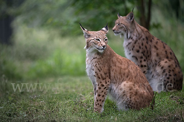 Luchs (Felis lynx)