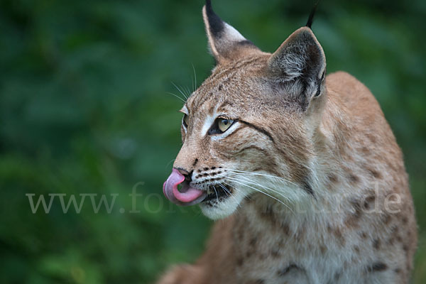 Luchs (Felis lynx)