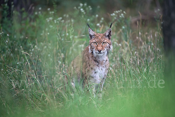 Luchs (Felis lynx)