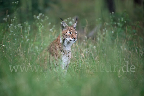 Luchs (Felis lynx)