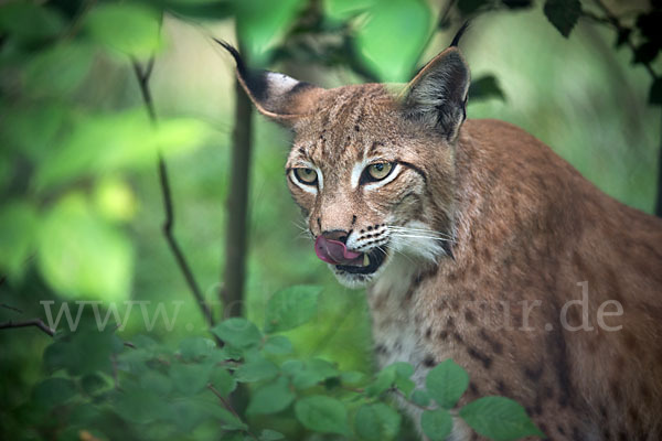 Luchs (Felis lynx)