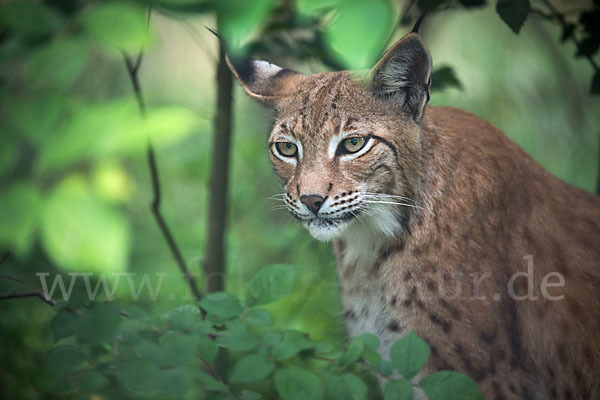 Luchs (Felis lynx)